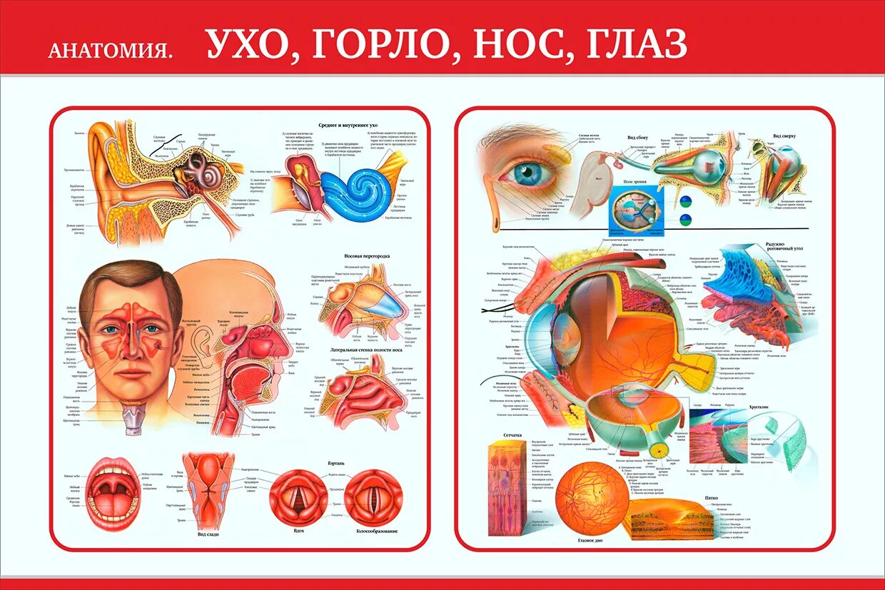 Как правильно называется врач ухо горло нос. Медицинские плакаты. ухо горло нос строение. анатомический плакат - ухо, горло, нос.