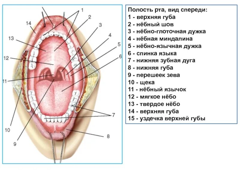 Строение ротовой полости преддверие рта. Строение ротовой полости человека схема. ротовая полость строение анатомия. анатомическое строение полости рта. полость рта схема анатомия.