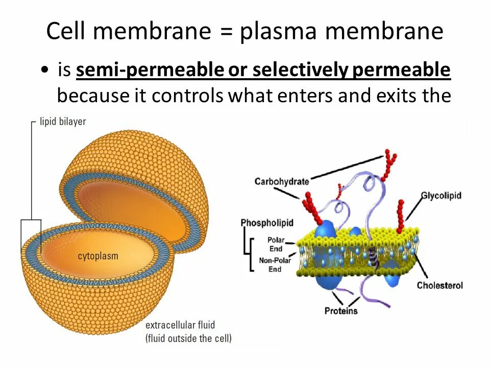 Membrane перевод. Cell membrane. membrane (selective barrier). plasmatic membrane. semi-permeable.