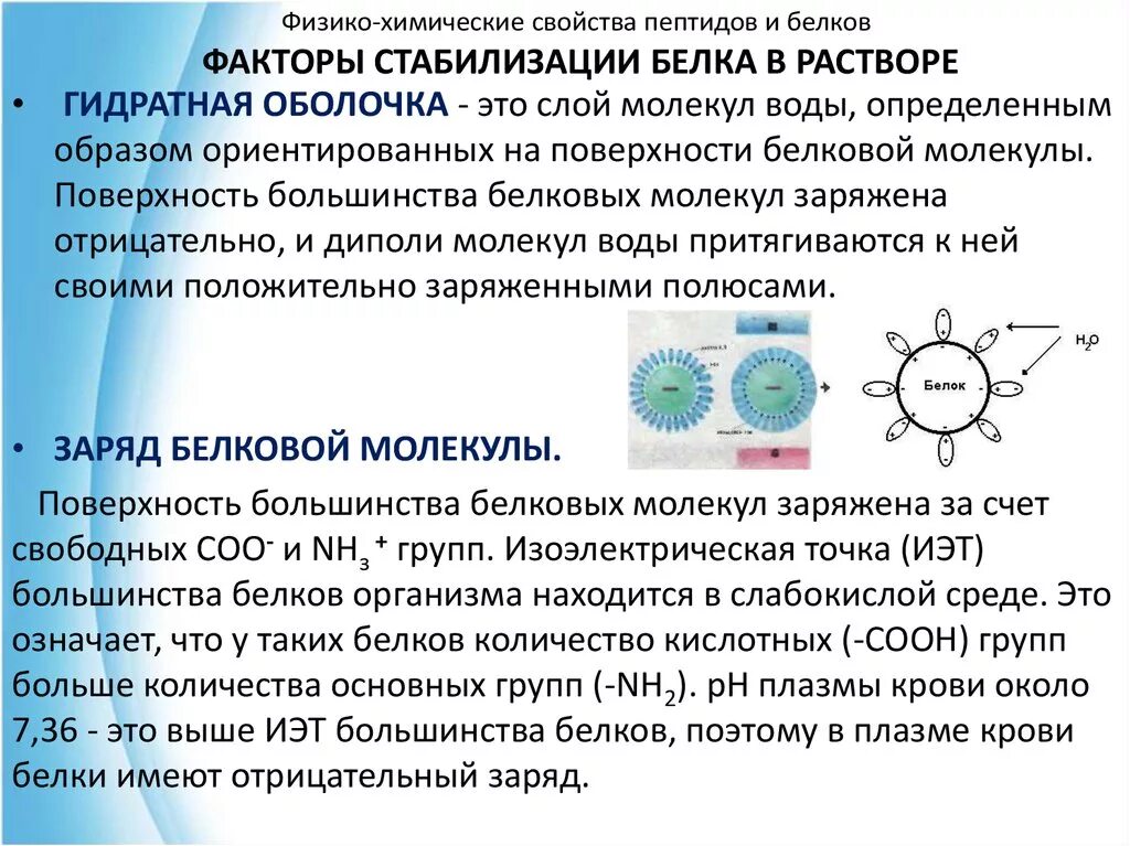 Растворы белков в воде. Факторы устойчивости белка гидратная оболочка. Факторы устойчивости белковых растворов. Факторы стабилизации белковых растворов. Факторы устойчивости белков в растворе.