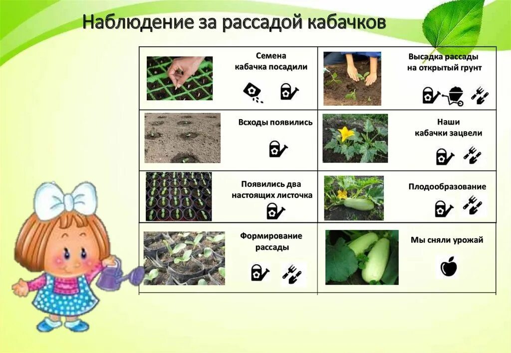 Наблюдения за растениями в детском саду. Дневник наблюдений за растениями. Алгоритм наблюдения за овощами.