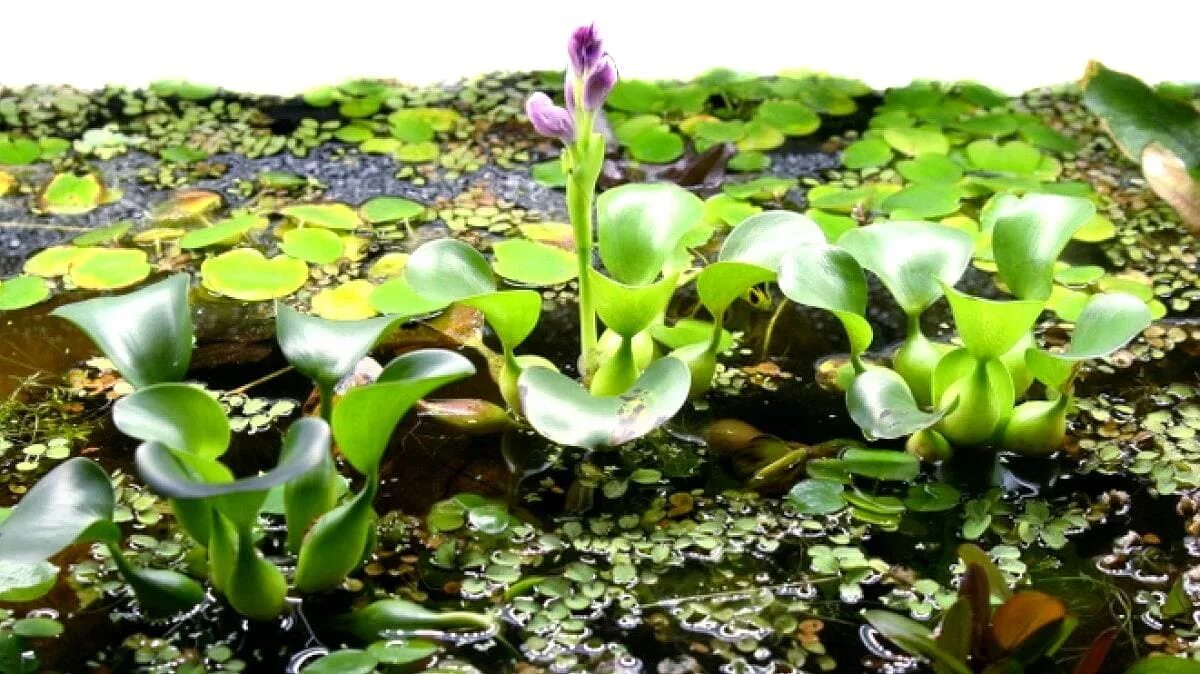 Водный гиацинт (eichhornia crassipes). Эйхорния водный гиацинт аквариумное. Эйхорния растение. Пистия слоистая. Гиацинт водное растение.