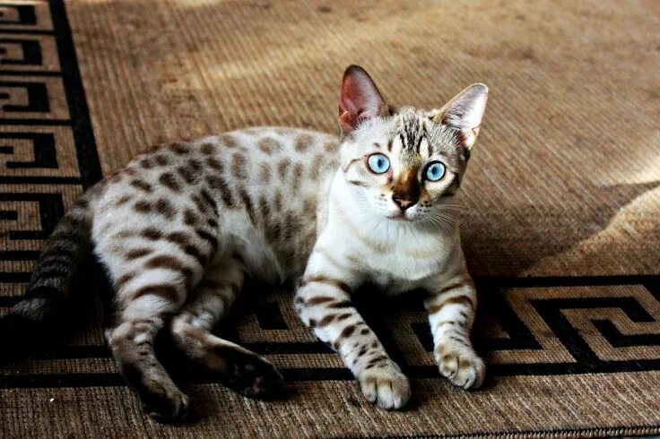 Cats' Stripes and Spots Are Tracked to a Gene - The New York Times