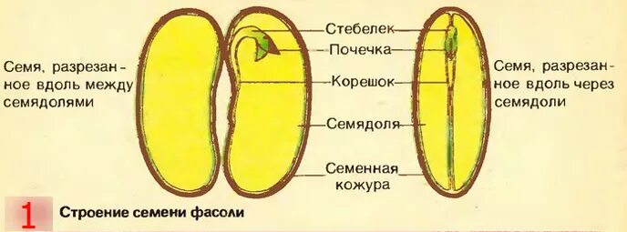 Семя состоит из семенной. Состав семени фасоли. Семена зерновки пшеницы и фасоли. Состав семян 6 класс. Из чего состоит зародыш семени двудольных растений.