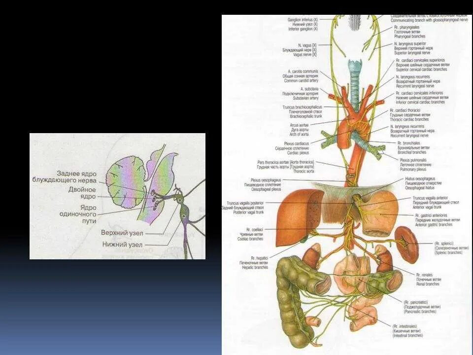 Иннервация блуждающего нерва. Блуждающий нерв nervus Vagus. Блуждающий нерв 1 Нейрон. Ветви блуждающего нерва анатомия. Блуждающий нерв ядра топография.
