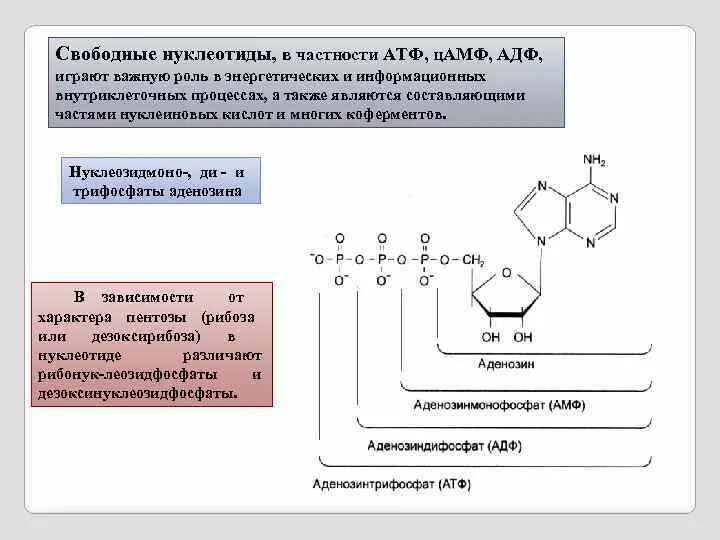 Схема нуклеотида АТФ. АТФ И ЦАМФ структура.