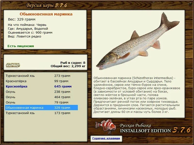 Рыба пя́тнистый басс. Окуневые рыбы список. Семейство окуневых рыб в море. Промысловая рыба семейства окуневых. Судак семейства окуневых.