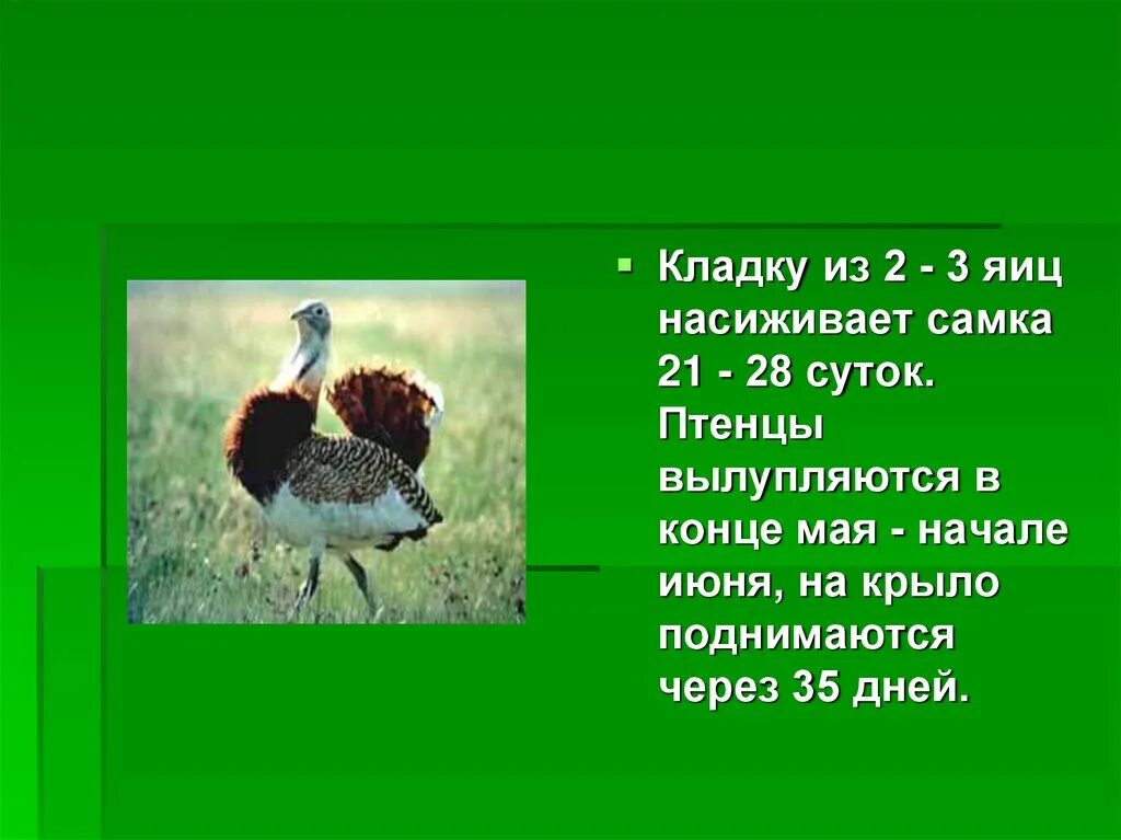 Животные красной книги Саратовской области. Дрофа красная книга. Дрофа в Саратовской области в красной книге.