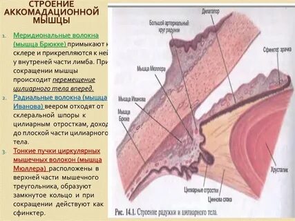 Ресничный край