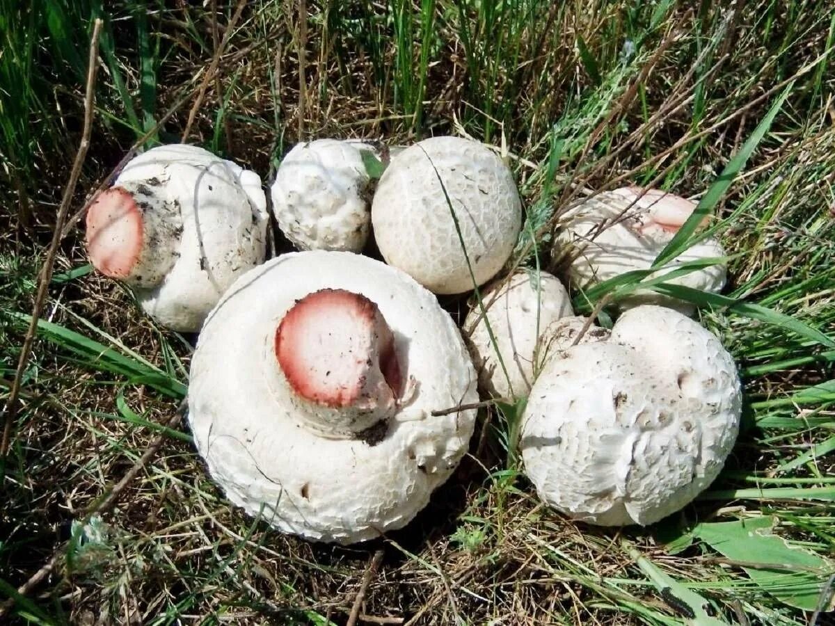 Шампиньон таблитчатый (agaricus tabularis). Шампиньон обыкновенный, печерица (agaricus campestris). Шампиньон луговой agaricus campestris. Шампиньон обыкновенный (agaricus campestris). Шампиньоны фото в природе съедобные описание.