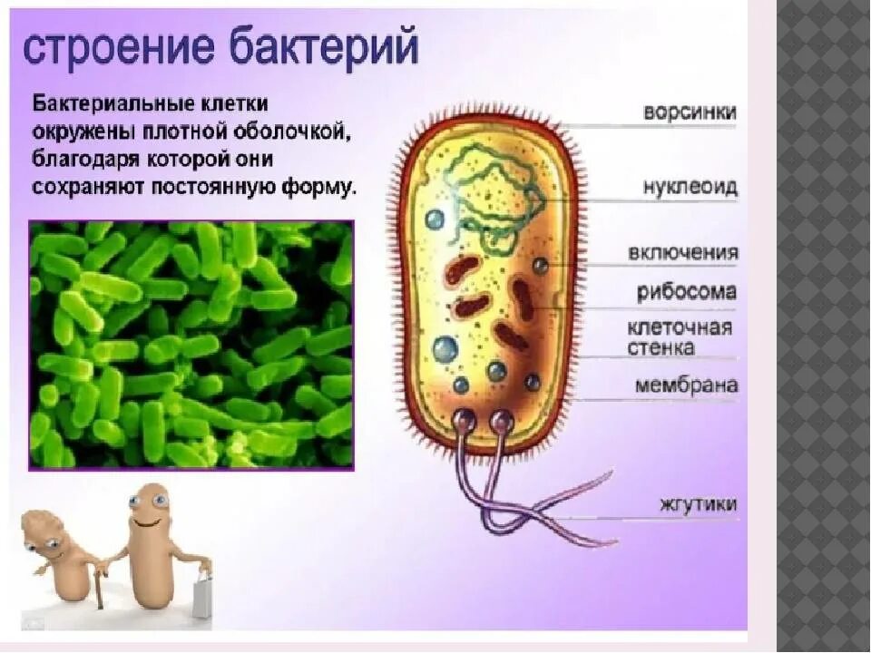 Урок бактерии 7 класс биология. Полезные бактерии биология. Рассказ о полезных бактериях. Вредные бактерии. Полезные микробы.