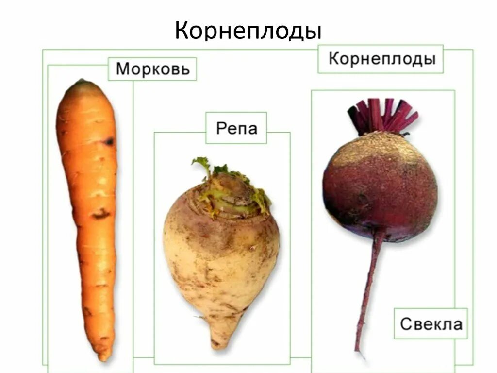 Корнеплод свеклы и клубень картофеля. Овощи корнеплоды. Корнеплодные овощи названия. Корнеплодные растения названия. Корнеплоды примеры.