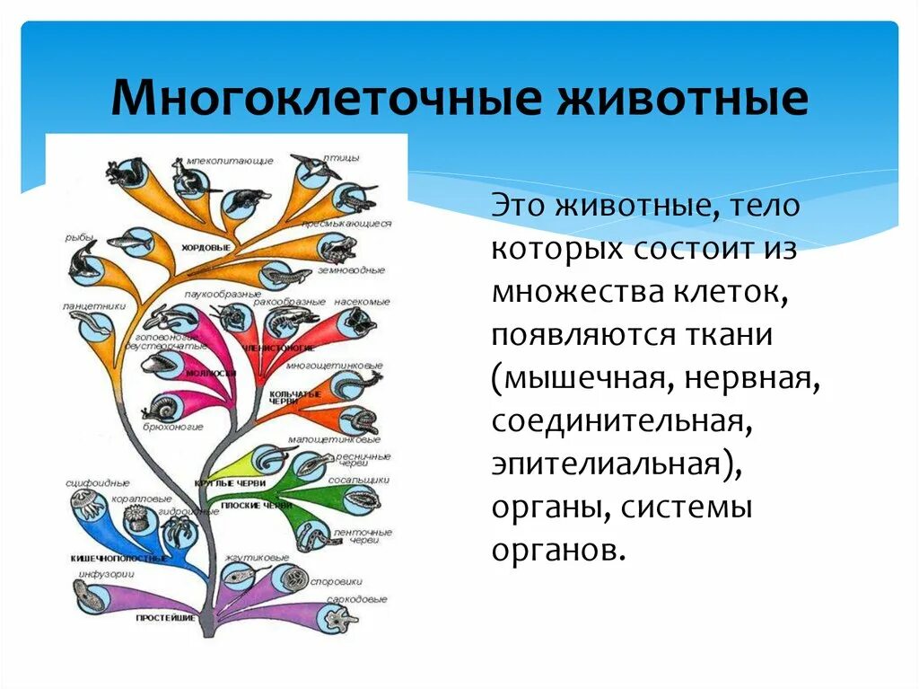 Человек как представитель царства животных реализует. Многоклеточные животные. Царство животные многоклеточные. Многоклеточные животные примеры. Многоклеточные организмы.