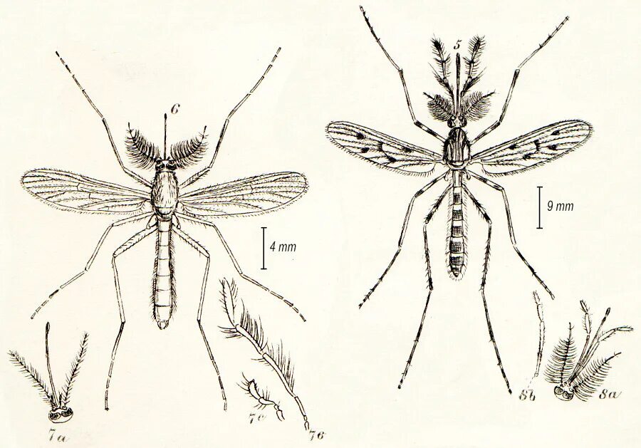 Крыло малярийного комара. Крылья комаров кулекс и анофелес. Самец комар рода анофелес. Самки комаров рода Anopheles. Комар малярийный комар членистоногие двукрылые