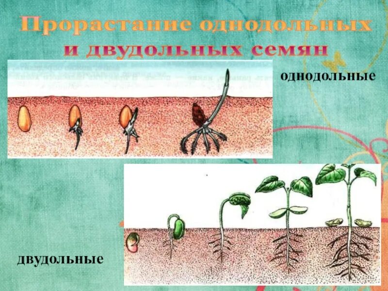 Главный корень зародыша развивается. Проросток однодольного растения пшеницы. Прорастание семян ячменя. Проращивание семян схема прорастания. Строение и прорастание семени.