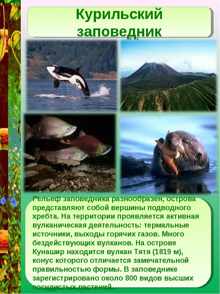 Рассказ о заповеднике. Сообщение о заповеднике. Заповедник России кратко. Доклад о заповеднике. Сообщение про заповедник кратко