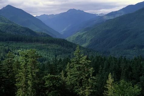 Forest help
