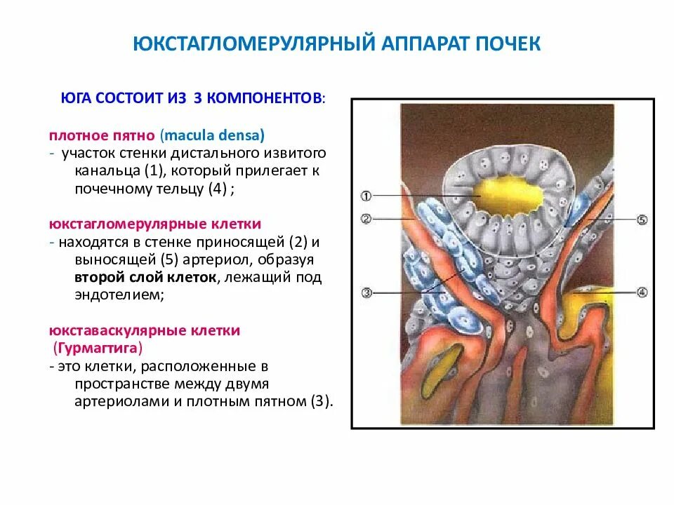 Юга гистология. Юга аппарат почек. юкстагломерулярный аппарат плотное пятно. юкстагломерулярный аппарат почек функции. юкстагломерулярный нефрон.