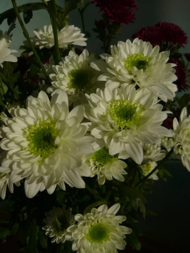 Хризантемы названия сорта. Хризантема пилигрим. Хризантема (сорт 'faibelle'). Хризантема голден файер. Аполло хризантема.