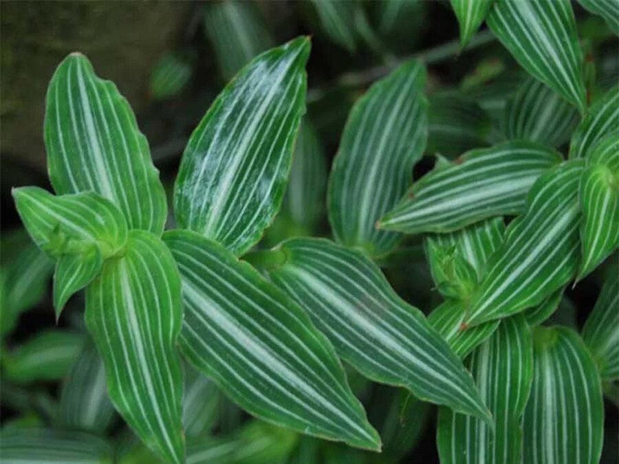 Традесканция каллизия элеганс. Традесканция callisia elegans. Традесканция каллизия элеганс. Традесканция каллизия. Традесканция каллизия изящная.