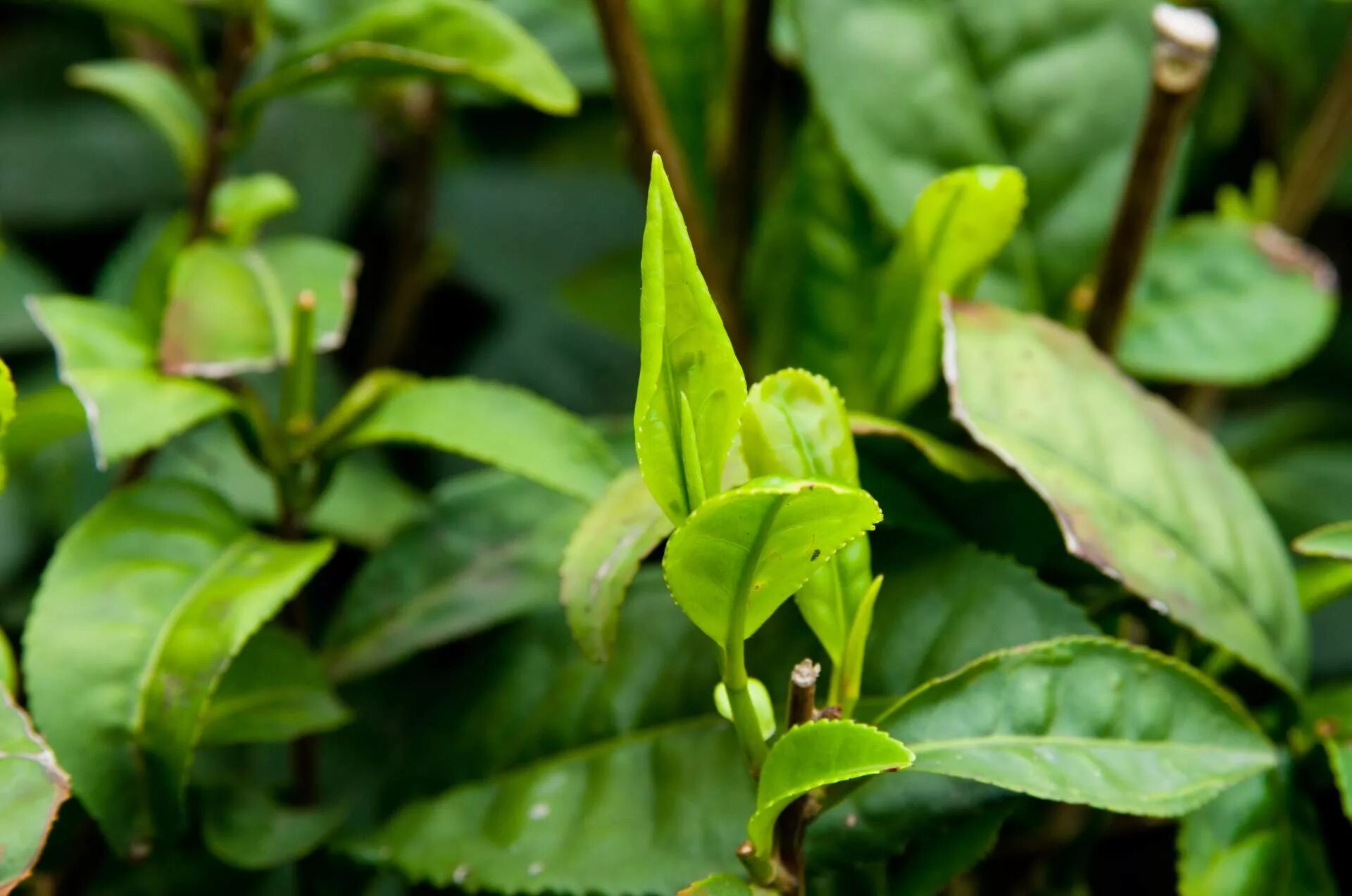 Чай листьев деревьев. Melaleuca alternifolia. чайное дерево. чайный лист. чайное дерево цветок.