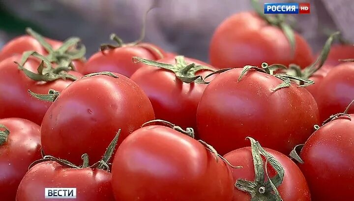 Томат формула любви. Томат Балабан. Турецкие помидоры. Томат турецкий. Турецкие помидоры в России.