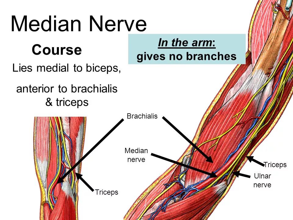 Median. Median nerve. medial planter nerve. median nerve us. nerves of arm schematic.