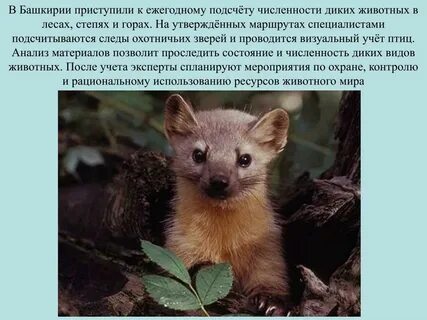 Красная книга башкортостана животные