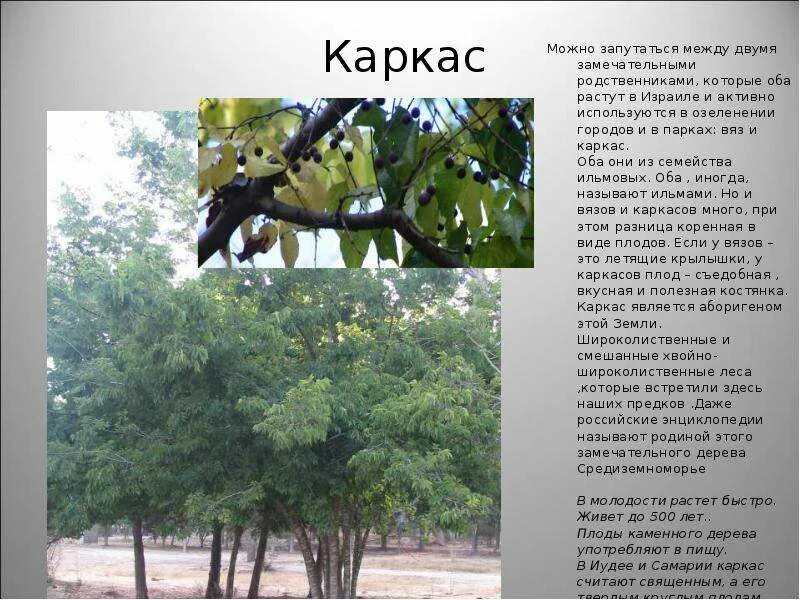 Большие вязы 11. Вяз американский саженцы. Южное дерево семейства ильмовых кроссворд 7 букв. Кария сердцевидная. Южное дерево семейства ильмовых кроссворд 7 букв.