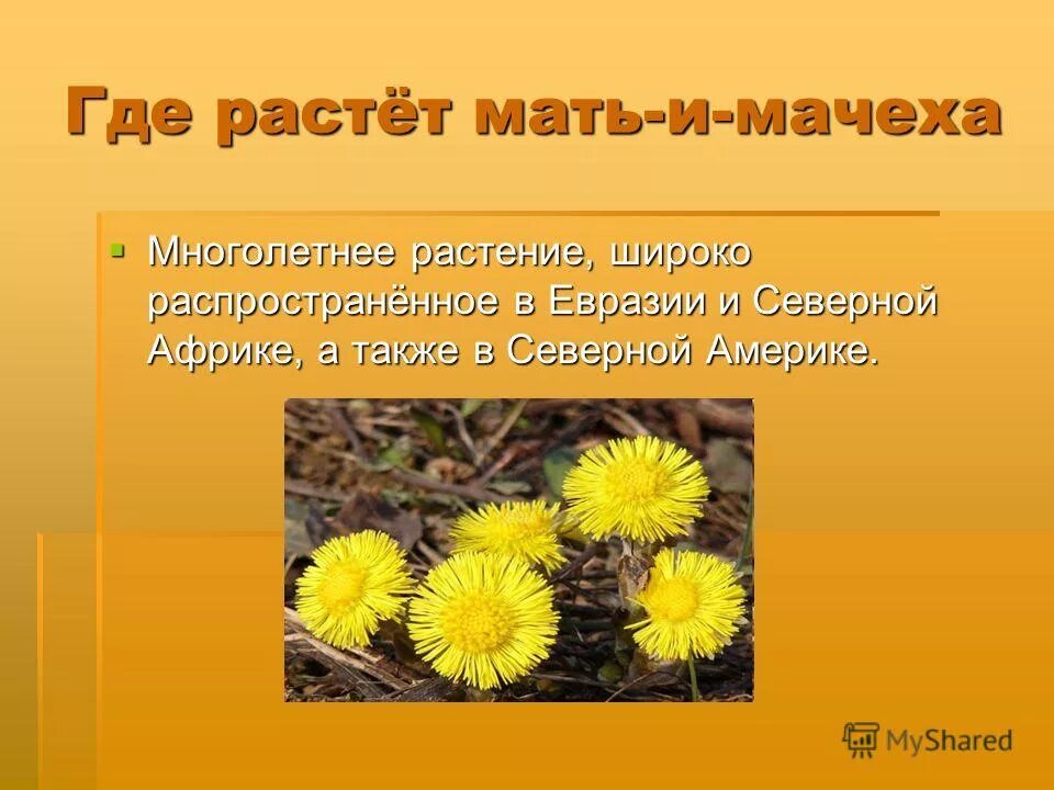 Когда зацветает мать и мачеха. Стадии развития мать и мачехи. Сложноцветные растения мать и мачеха. Мать и мачеха многолетнее трав. Мать и мачеха где растет.