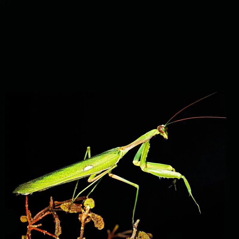 Настоящие богомолы. Sphodromantis viridis богомол. Богомол Deroplatys lobata. Африканский богомол (Sphodromantis viridis). Ischnomantis Gigas богомол.