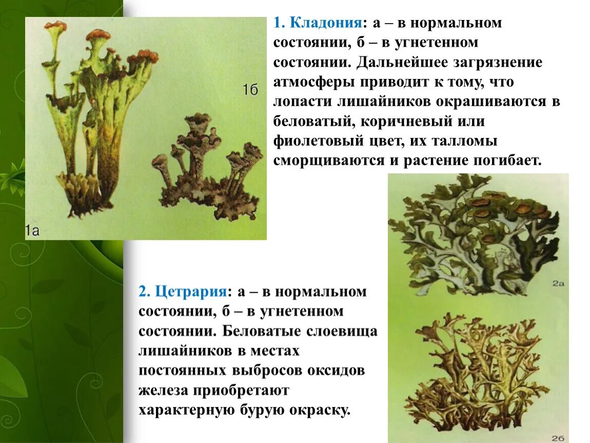 Лишайники относят к. Кладония трубчатая. Кладония шариконосная. Базидиальные лишайники. Кладония лишайников.