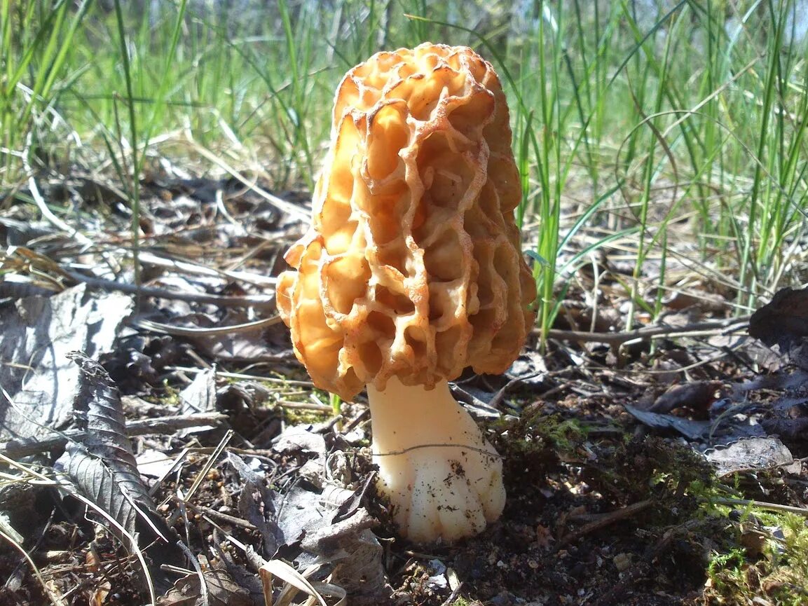 крымские опята осенние. млечник жгучий гриб. ядовитые полевые грибы крыма. съедобные грибы севастополя. съедобные грибы севастополя.