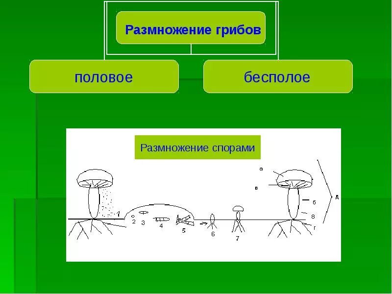 Схема размножения грибов 5 класс. Размножение грибов спорами схема. Схема способы размножения грибов. Размножение шляпочных грибов спорами. Половые споры грибов