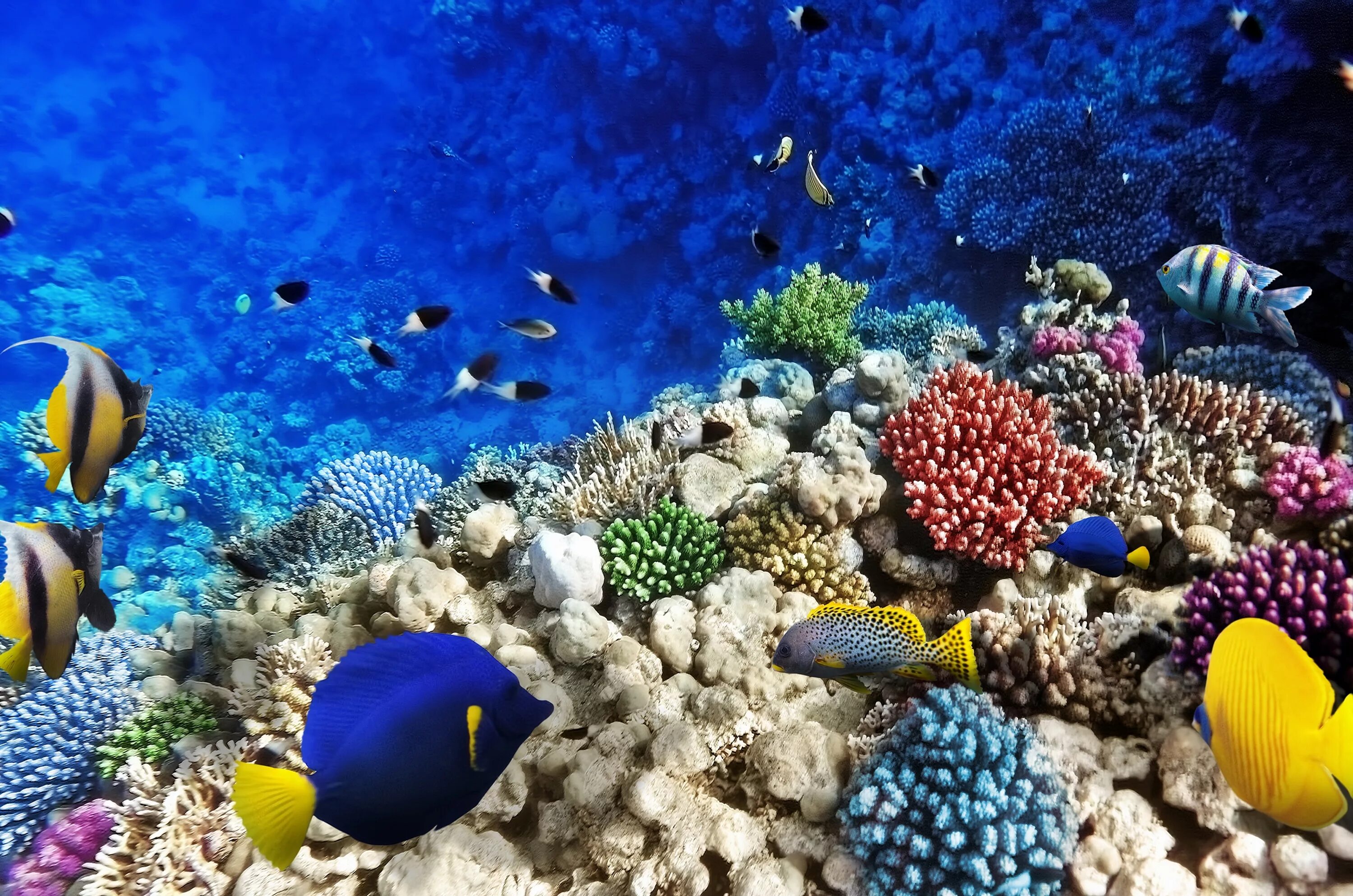 Подводный мир кораллов. Морское дно. Подводный мир. Красивый подводный мир океана. Морские кораллы.