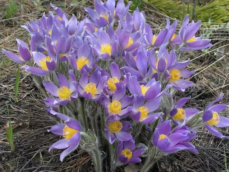 Подснежник сон трава прострел. Прострела даурского (сон-травы). Сон трава занесена в красную. Pulsatilla patens - прострел раскрытый. Сон трава занесена в красную.
