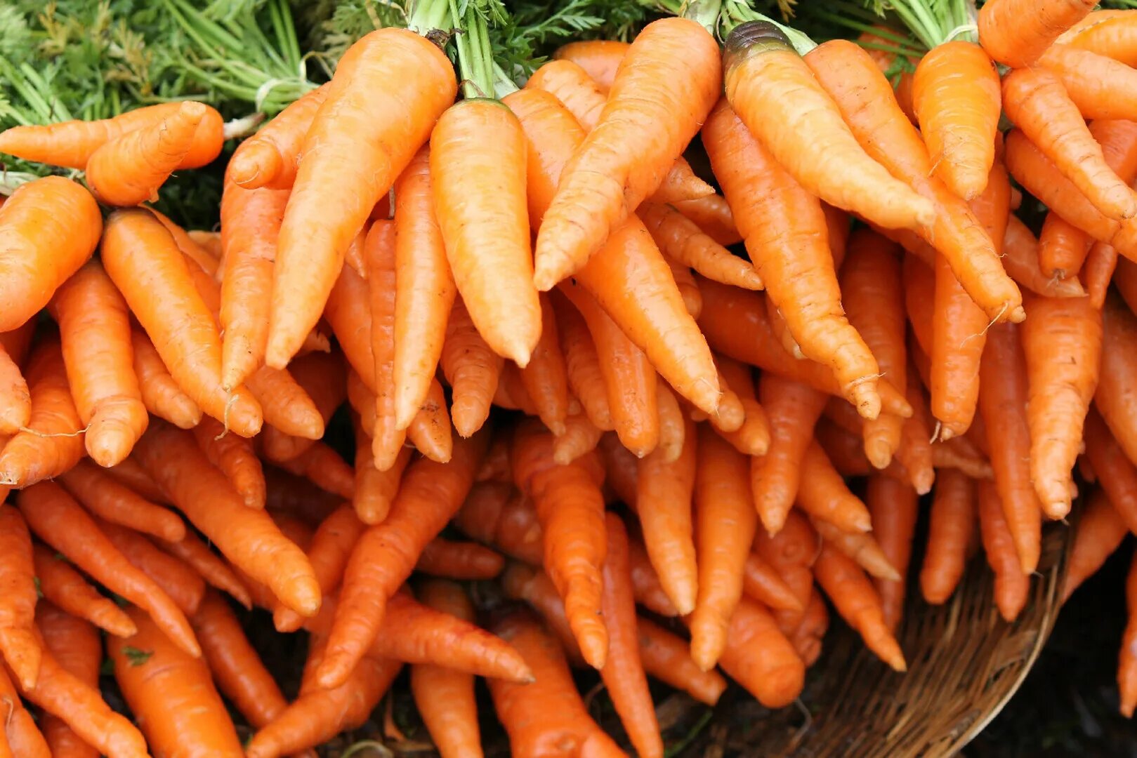 К чему снится морковь свежая. Морковь. Крупная морковь. Морковь Канада.