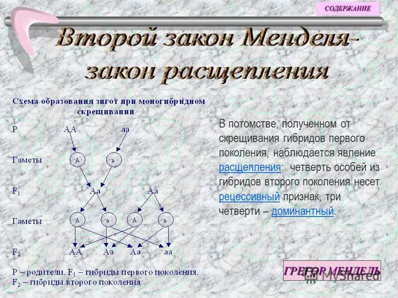 Моногибридным называется скрещивание при котором. Моногибридным называется скрещивание при котором