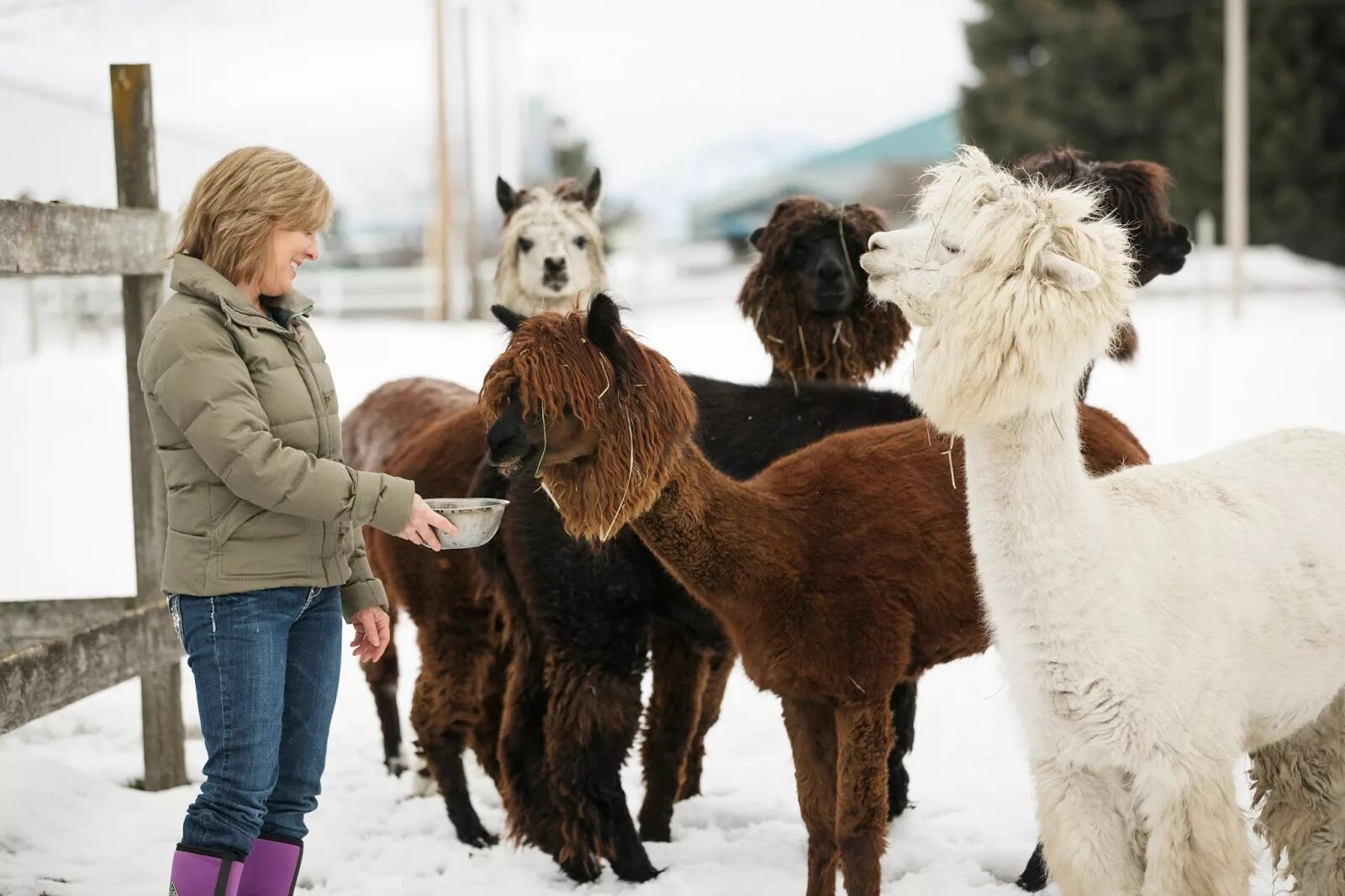 Альпаки зимой. Лама зимой. Глаза альпаки. Альпаки в ленобласти симагино. Ферма лам и альпак.