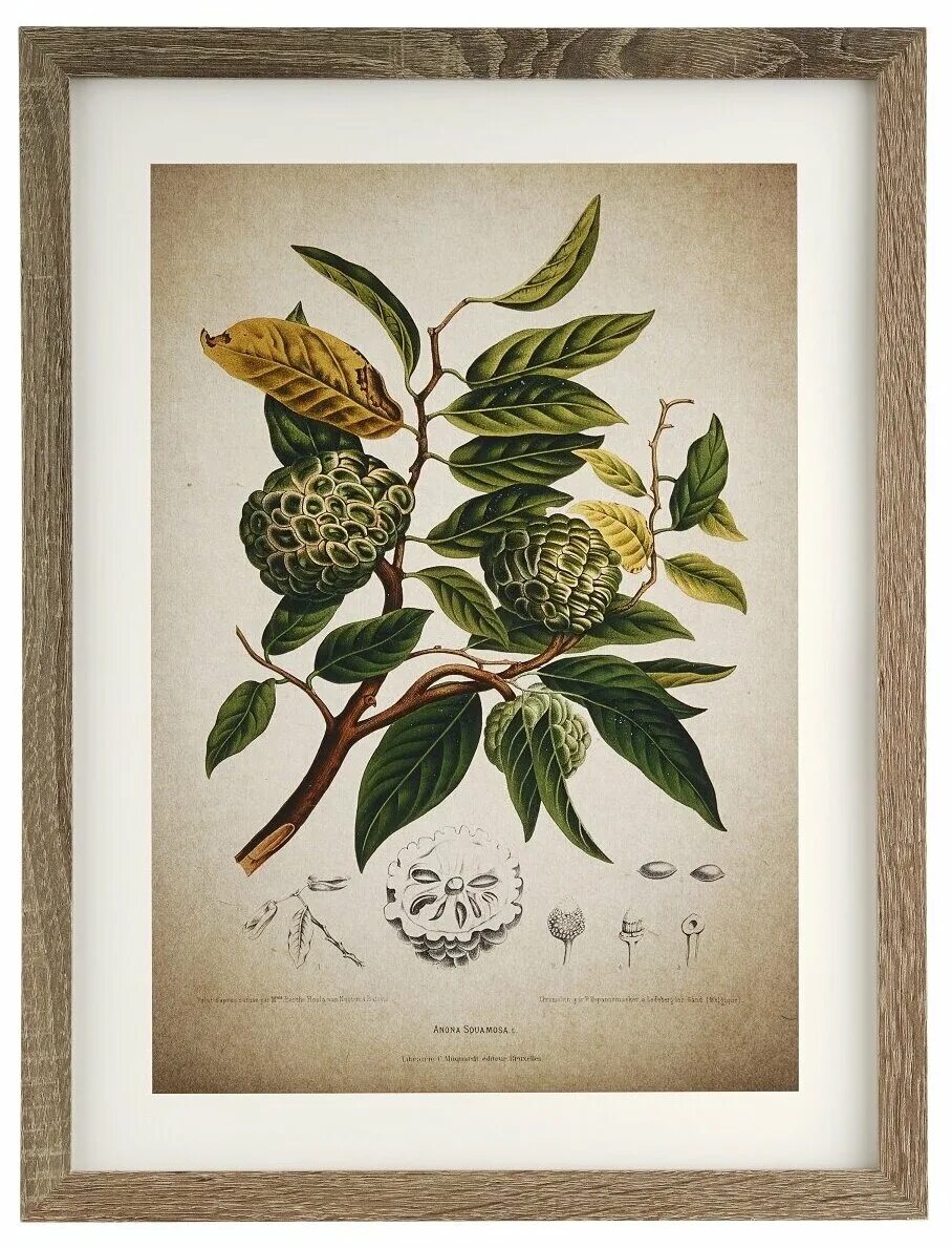 ботанический атлас джейн лаудон. крекер "эко-ботаника" 200гр шпинат/французские травы. ботаническая живопись хайди уиллис. ботаника со. ботаническая иллюстрация графтон.