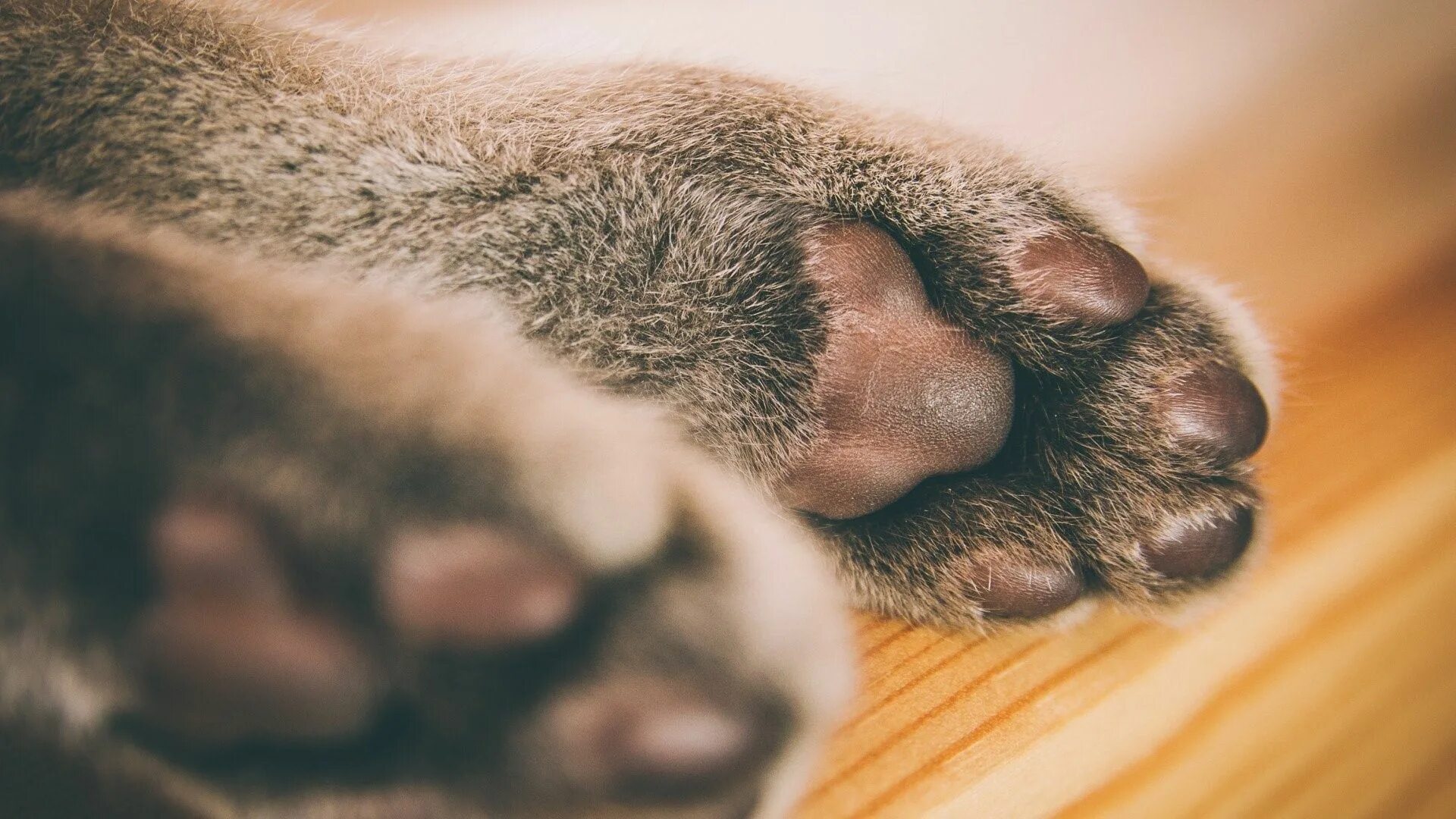 Как выглядит кошачья лапка. Кошачья лапка. кошачьи подушечки на лапах. лапа кота подушечки.