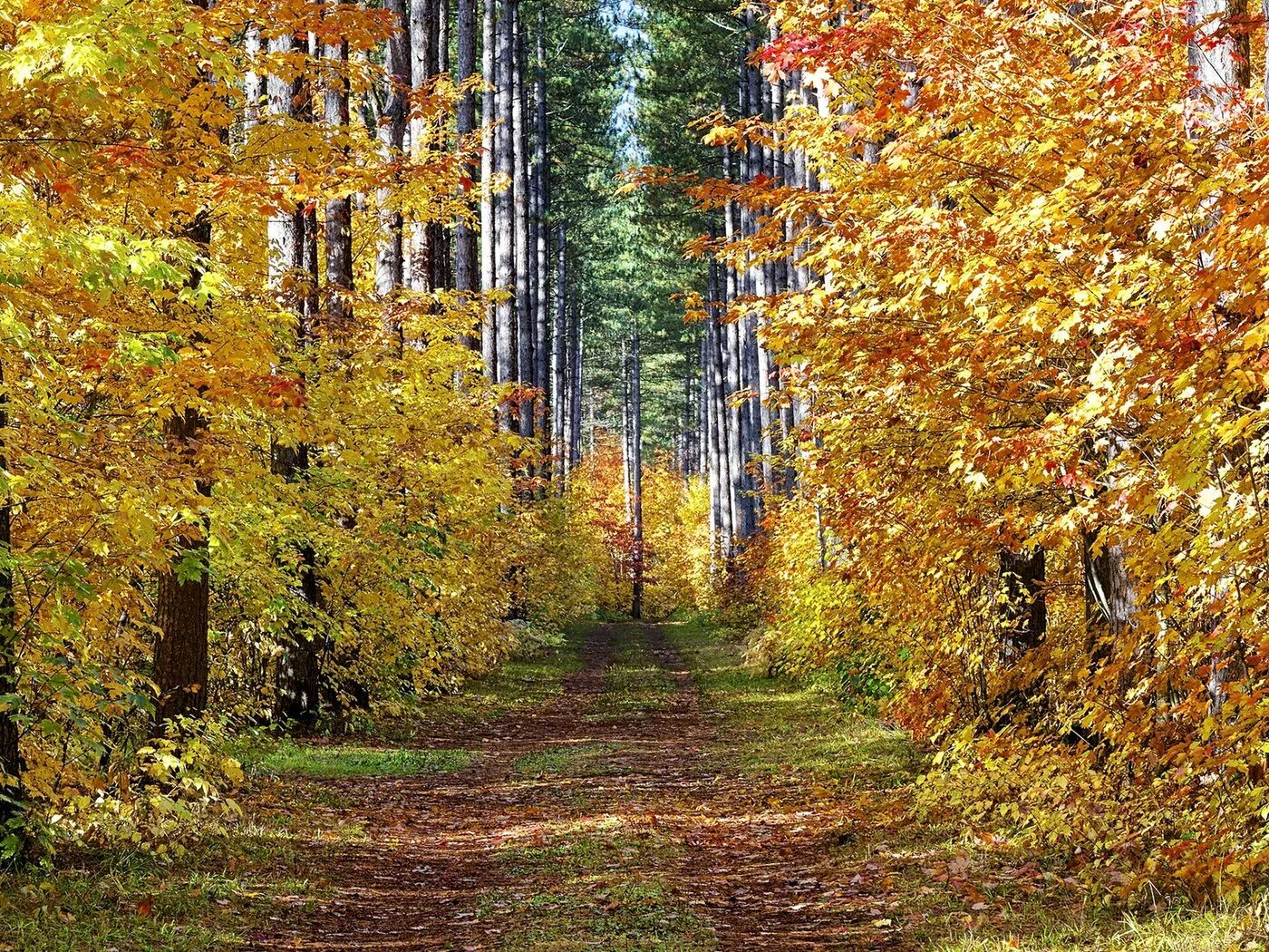 Осень в лесу. Изображение осенний лес. Осень в лесу. Природа осенью. Золотая осень кировская область.