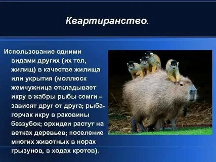 Квартиранство примеры