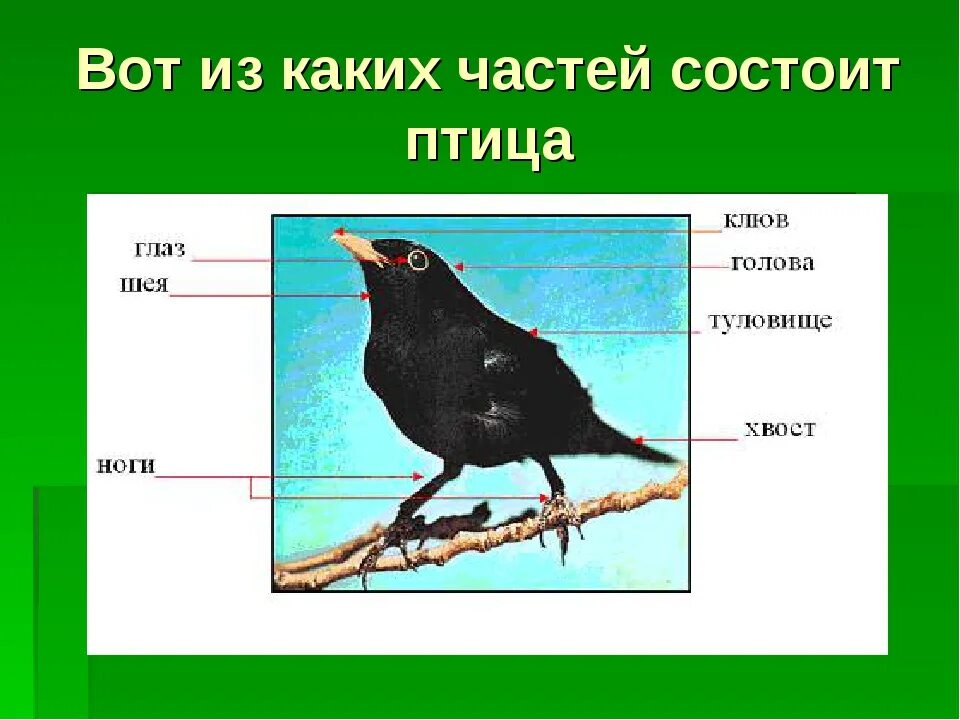 Строение Грача для детей. Строение птицы для детей. Части тела птицы Грача. Части тела скворца.