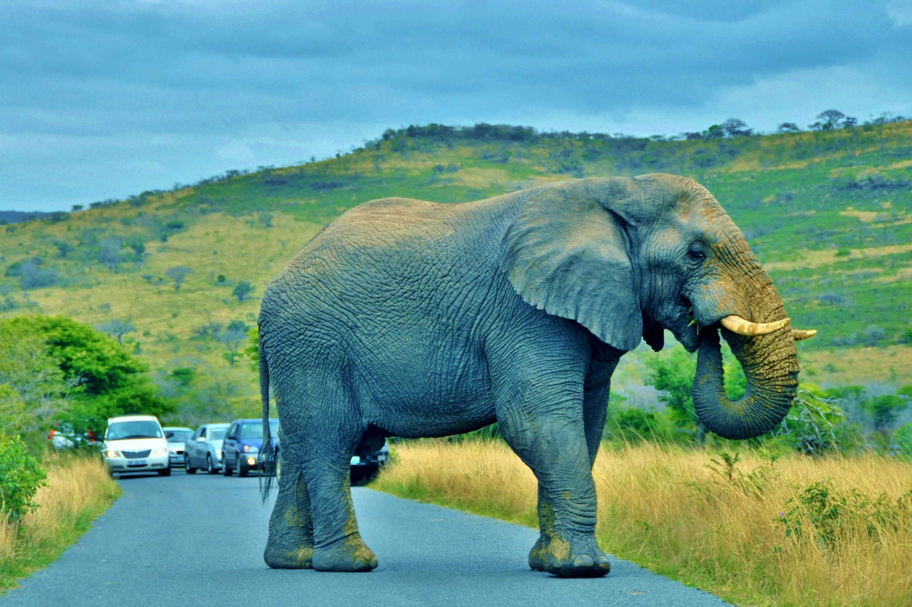 Слоны. Слоны фото. Слоны на дороге. Слоник на дороге.