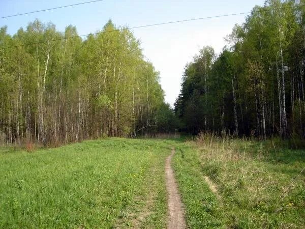Просека кб. Просека. Просека в лосином острове. Абрамцевская просека заброшки. Абрамцево лосиный остров.