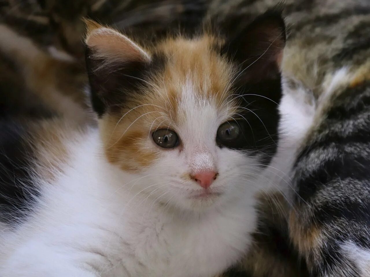 Какие котята родятся у трехцветной кошки. Трехцветный котенок. Красивые трехцветные кошки. Трехшерстная кошка. Трёхцветная кошка с голубыми глазами.