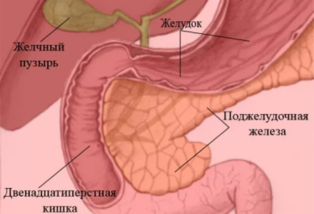 Желудок желчный пузырь поджелудочная железа. Поджелудочная железа панкреатический сок. Желудок и поджелудочная железа. Желудок поджелудочная желчный пузырь. Желчный пузырь и поджелудочная железа.