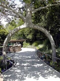 Tree legged