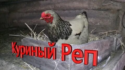 Жарю кур песня